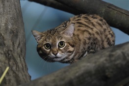 Tiny Black-footed Cat Now on Exhibit at Prospect Park Zoo